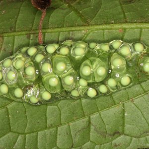Agalychnis callidryas - Red-Eyed Leaf Frog - egg mass on leaf overhanging water.