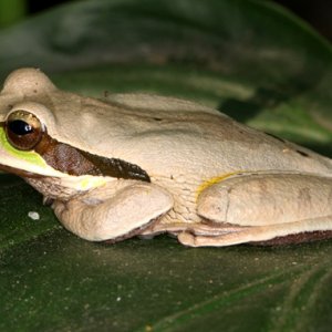 Smilisca phaeota - Masked Treefrog