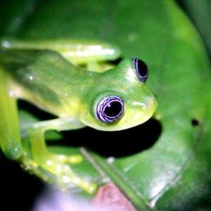 Hyalinobatrachium fleischmanni - Fleischmann's Glassfrog