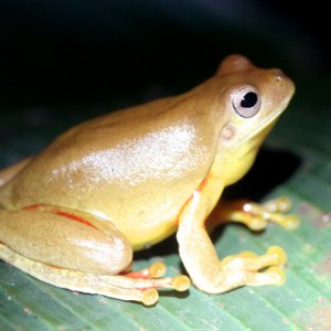 Hyla loquax - Swamp Treefrog