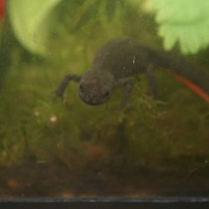 Darwin (F) hanging out near some eggs (Which she later ate most of)