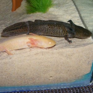 new axolotls 092
