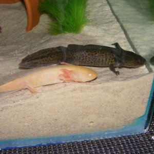 new axolotls 095