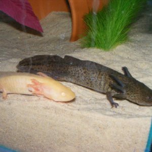 new axolotls 096