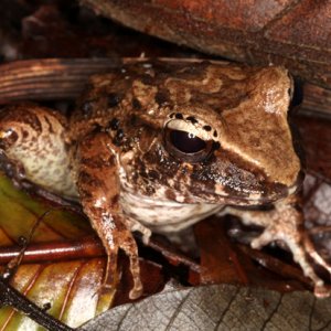 Craugastor fitzingeri or C. crassidigitus