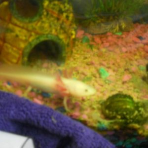 looking for one of his guppy fry for dinner