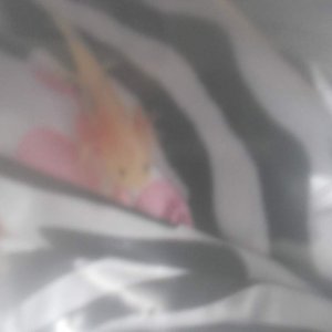pixie when i first got him, still in the bag waiting for the water temperature to regulate