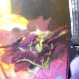 little pixie and his purple tree