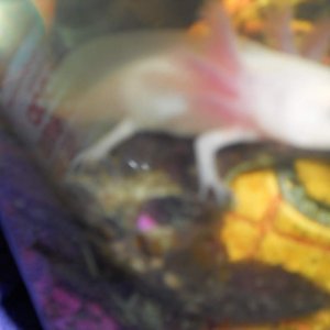 little pink gills