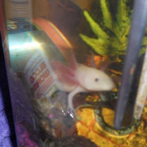 just finished eating his lunch of bloodworms