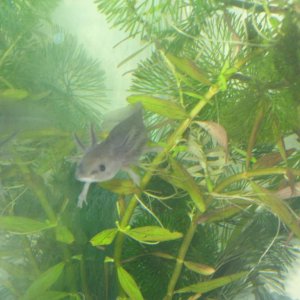 axies 019