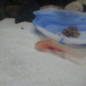 axies 034