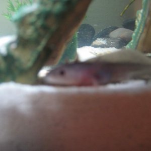 axies 007