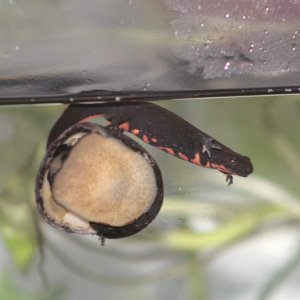 Newton Playing on Mr. Snail  He kept going off and swimming back to him like it was home base while doing laps.