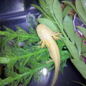 Cpt Jack just chillin' on his floating plants.