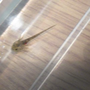 IMG 0003