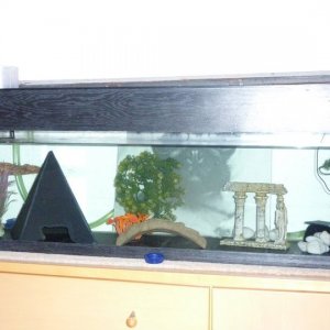 Moomin and Evo's tank