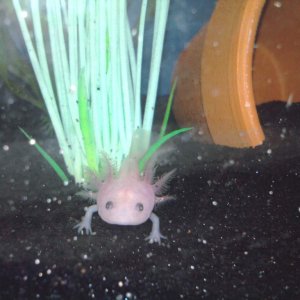leucistic axolotl