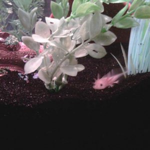 leucistic GFP axolotl