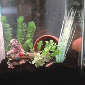 Right side of tank, for the leucistic GFP axolotl