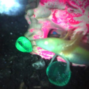He has been stressed lately, he is now in Axolotl Sanctuary and the gravel in his tank has been removed.