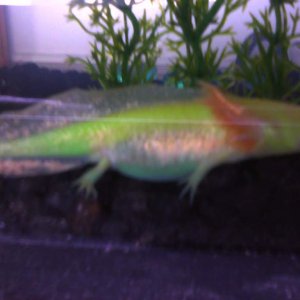 Side view. Some iridescence coming in.