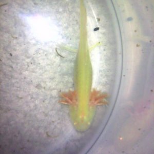 Setting him up for sanctuary, he is about 3-4 inches