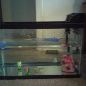 New gravel free tank (right before he was placed in sanctuary)
