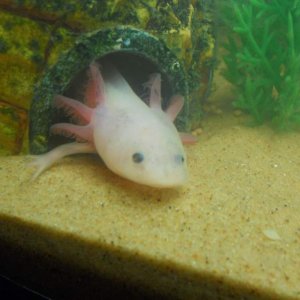 O Hai Dere
