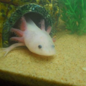o whatcha got dere