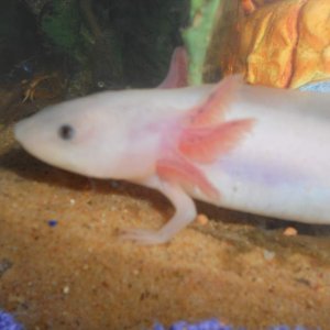look at my fluffy gills