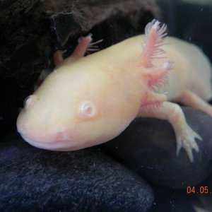 Harrold 034
