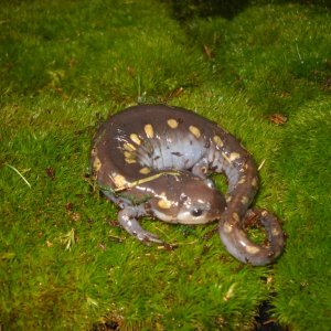 my female spotted salamander, lilith
