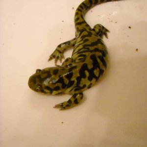 my female tiger salamander, shcmee