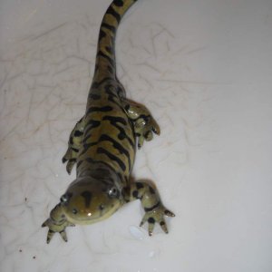 my male tiger salamander, jhonny