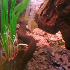 Checking out the airstone.  "Ooooo, moving water for a change!"