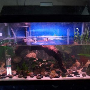 The tank!