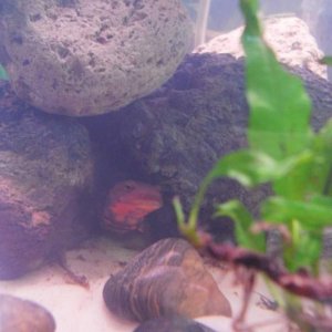 The hide
