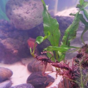 This is my fern; there is also a newt.