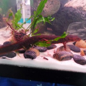 What java fern?