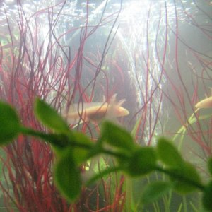 Axies 043