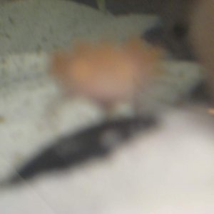 Axies 001