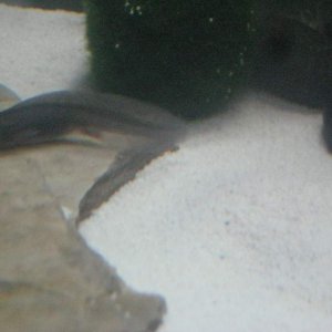 Axies 019