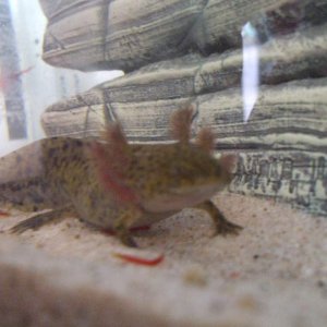 New Home In 3ft Tank (Photo #1 - Canaq)
17/09/10