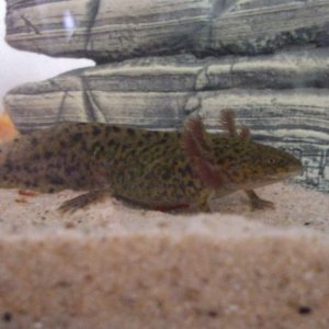 New Home In 3ft Tank (Photo #3 - Canaq)
17/09/10