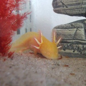 New Home In 3ft Tank (Photo #5 - 1 Of The Goldens)
17/09/10