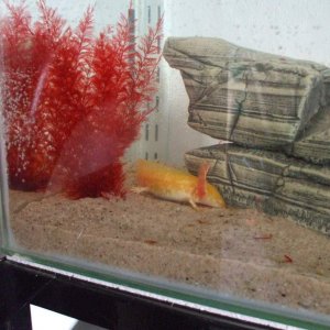 New Home In 3ft Tank (Photo #6 - 1 Of The Goldens)
17/09/10