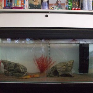 New Home In 3ft Tank (Photo #8)
17/09/10