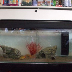 New Home In 3ft Tank (Photo #9 - Exploring!)
17/09/10