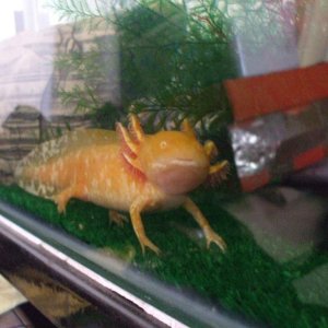 Ddraig (Welsh for "dragon")
01/03/11